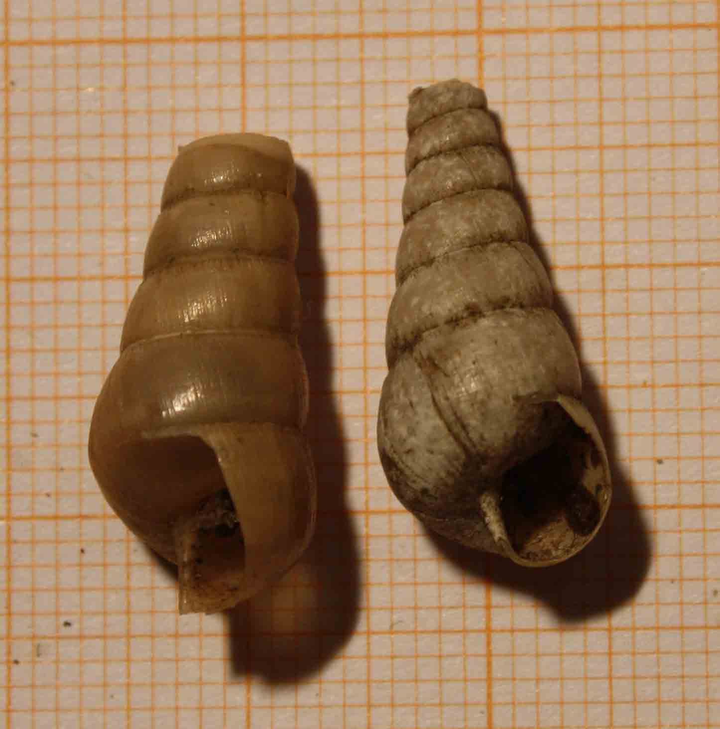 rumina decollata?